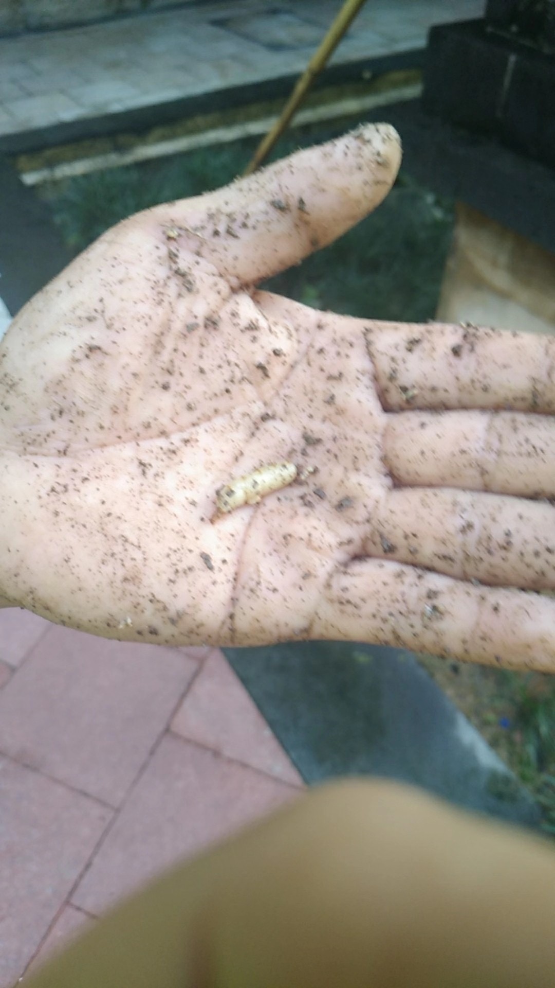 中山白蟻防治所 中山白蟻預(yù)防公司 中山白蟻防治中心 中山白蟻防治所 中山白蟻預(yù)防公司 中山白蟻防治中心